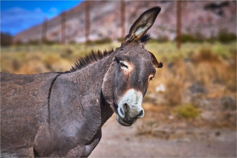 Burro Blog - Home